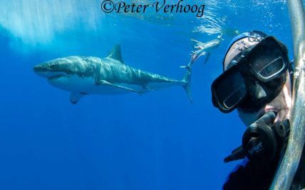 Фотограф-екстремал зробив вражаюче селфі з небезпечною білою акулою