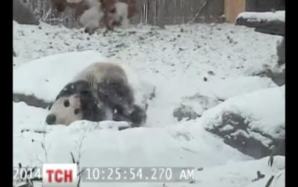 В Канаде веселая панда, которая радуется снегу, стала звездой Интернета