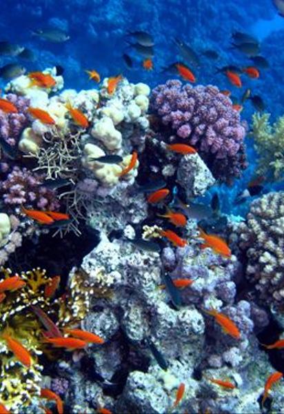 Дайвер думал, что увидел НЛО, но правда ошеломила — что было под водой (фото)