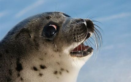 Вакансия мечты: норвежская компания готова платить 8 тысяч евро человеку, который разбирается в мемах с тюленями