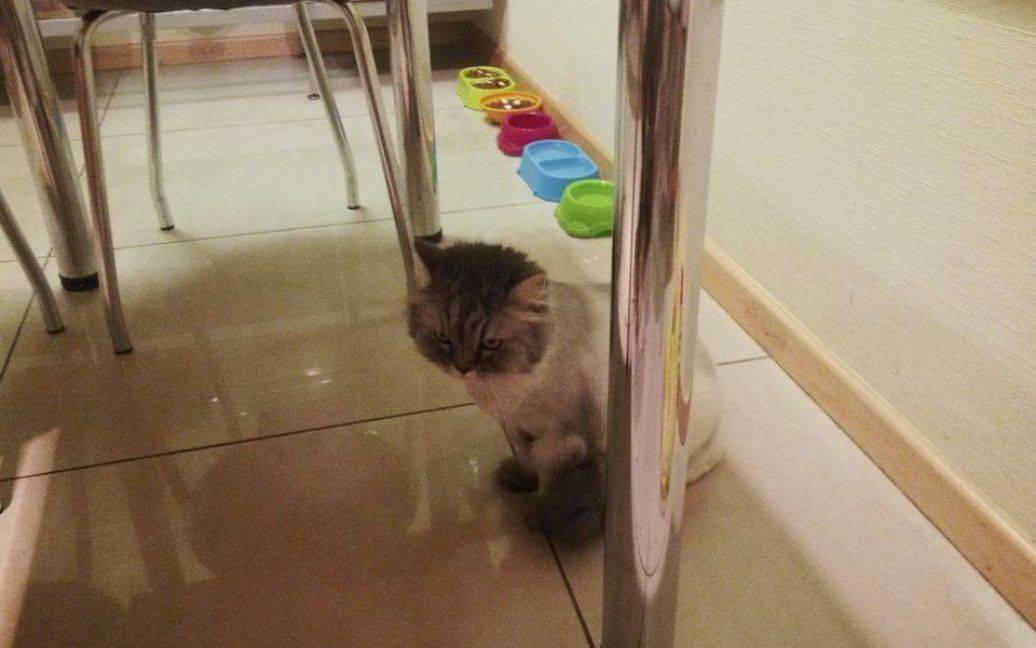Любимая кошка Ложкина похвасталась новой прической / © facebook.com/koshka.venya