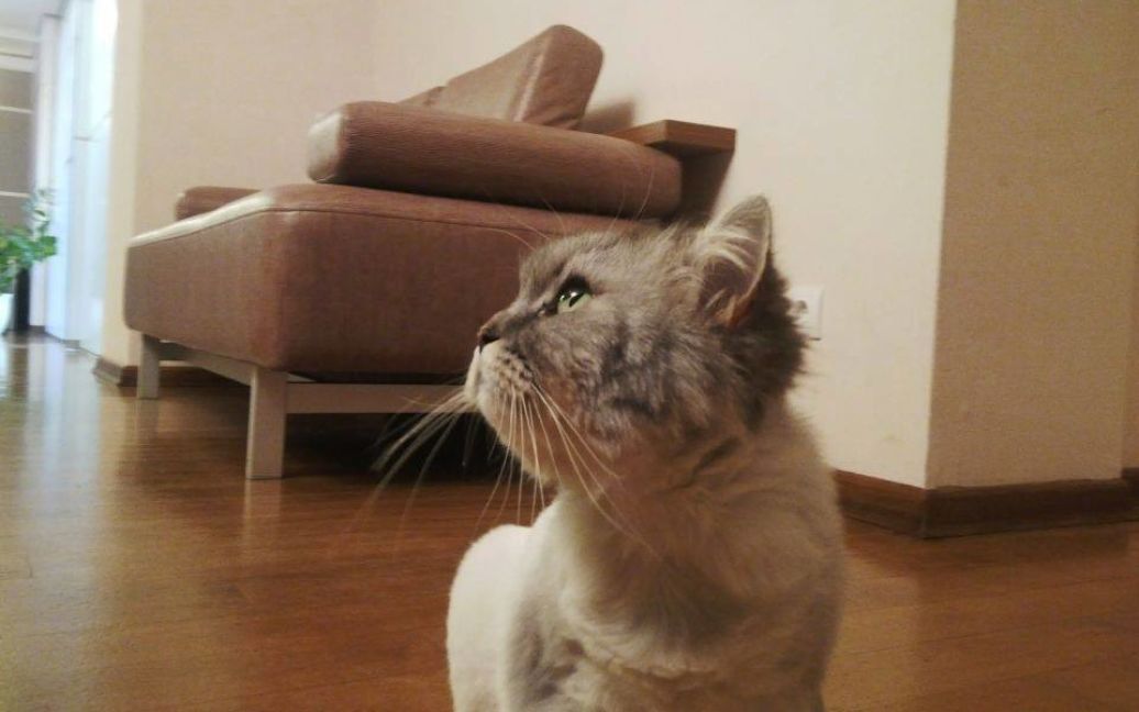 Любимая кошка Ложкина похвасталась новой прической / © facebook.com/koshka.venya