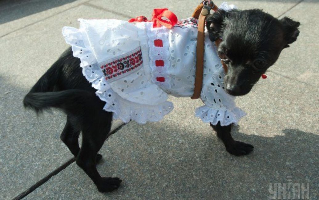 На парад в вышиванку нарядили даже собачку / © УНІАН