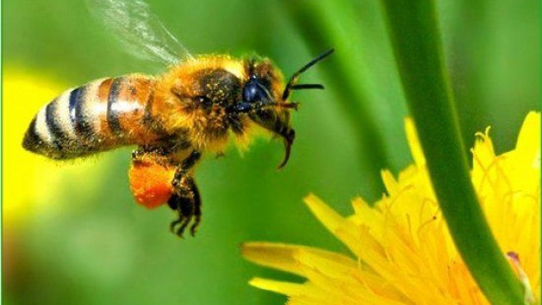 Укус пчелы для увеличения члена - поможет ли, насколько безопасен метод