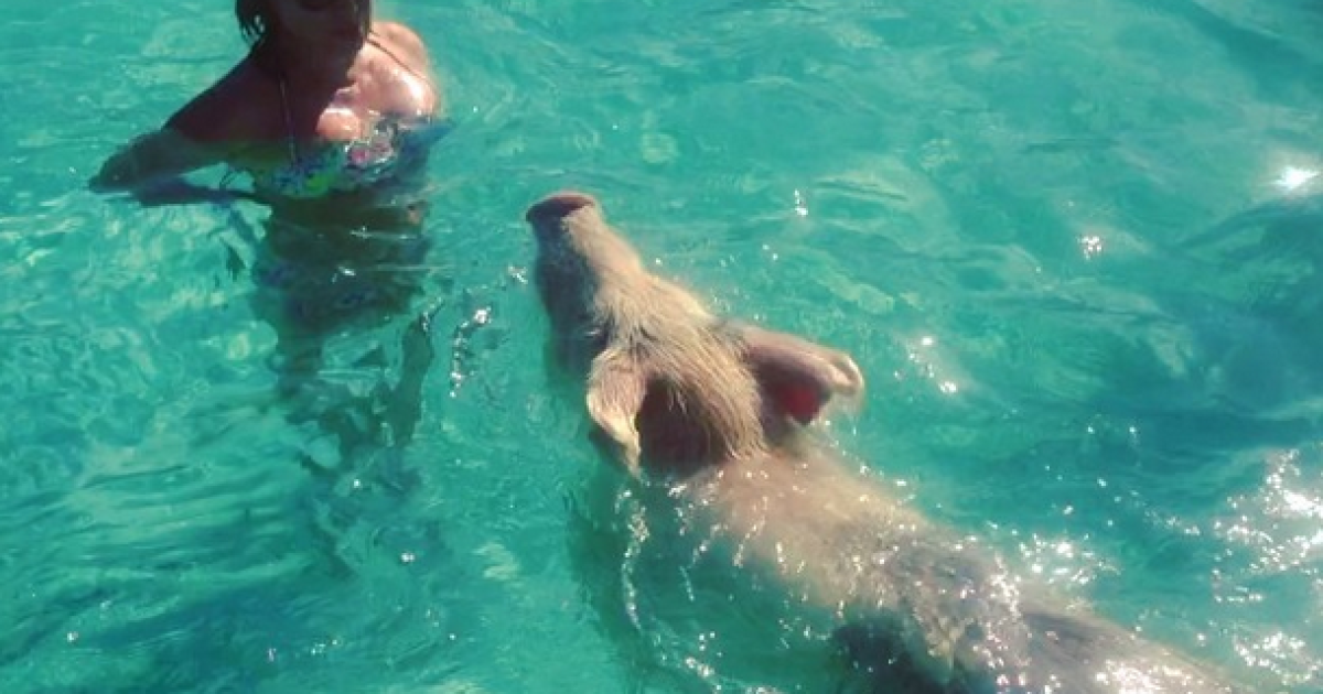 Ирина Шейк пристрастила маму к плаванию со свиньями