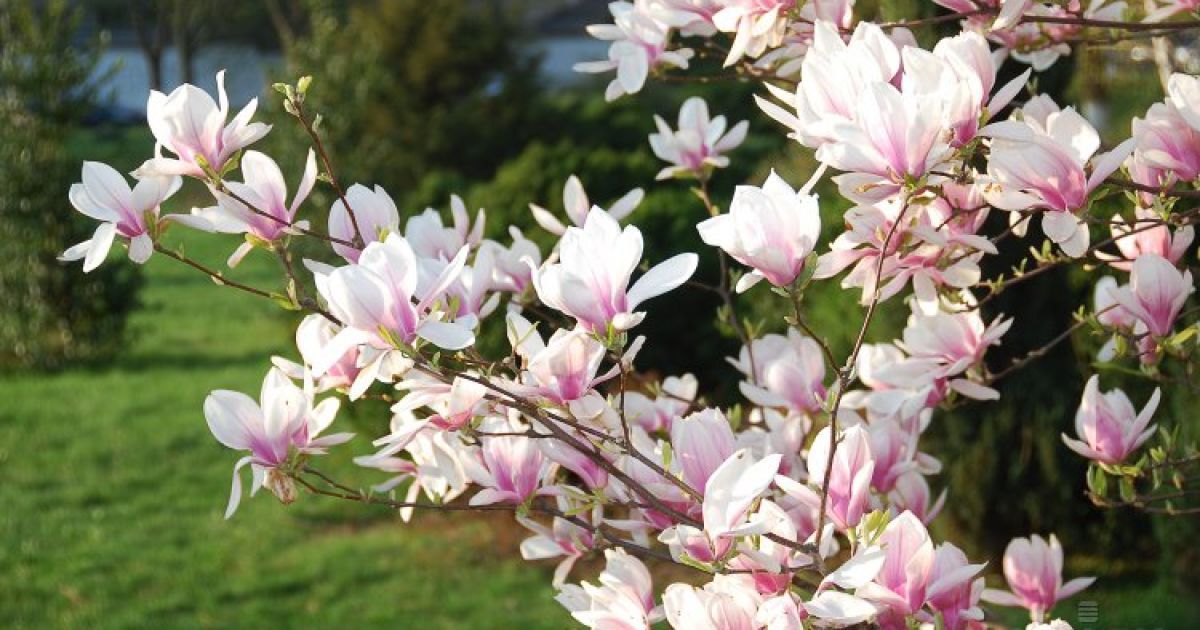 В Украине будет по-весеннему тепло