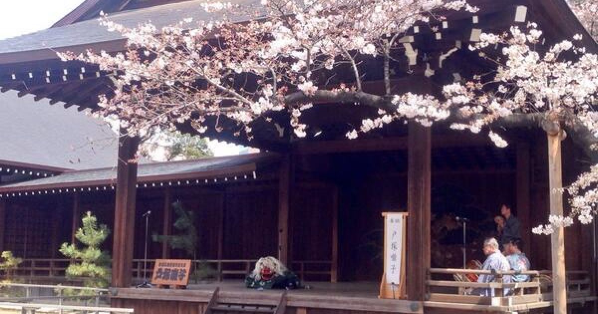 В Токио зацвели сакуры / © twitter.com/chiyodasakura