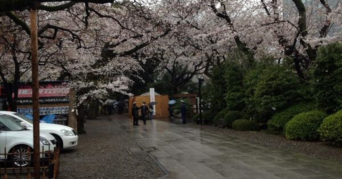 В Токио зацвели сакуры / © twitter.com/chiyodasakura
