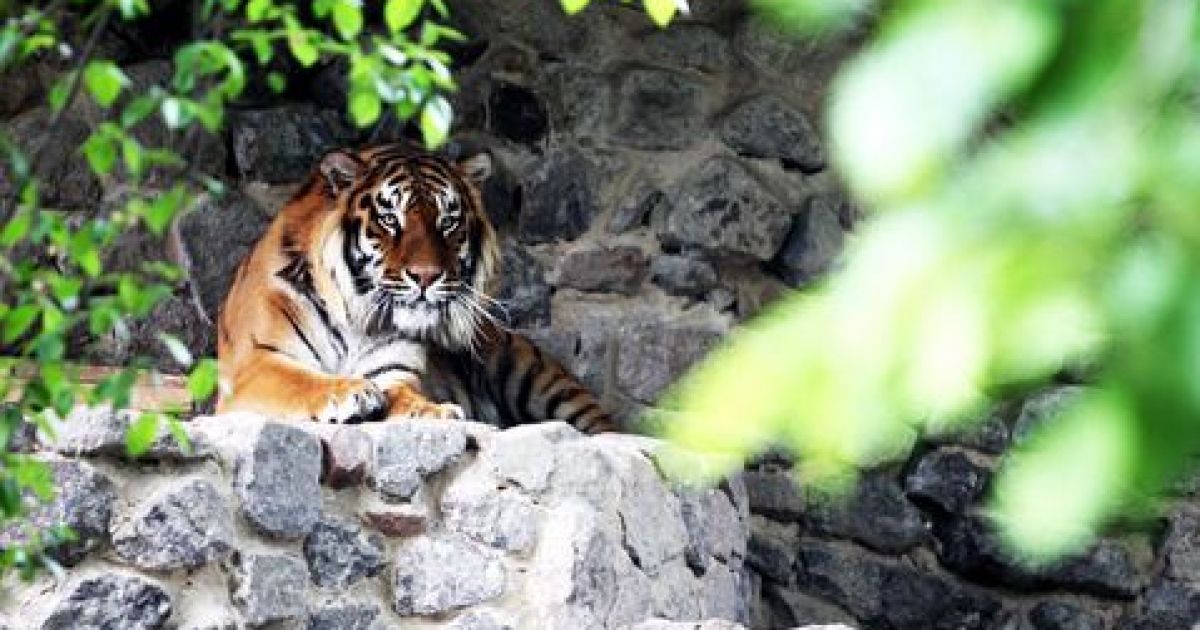 Пьяный смельчак прыгнул в вольер к тигру