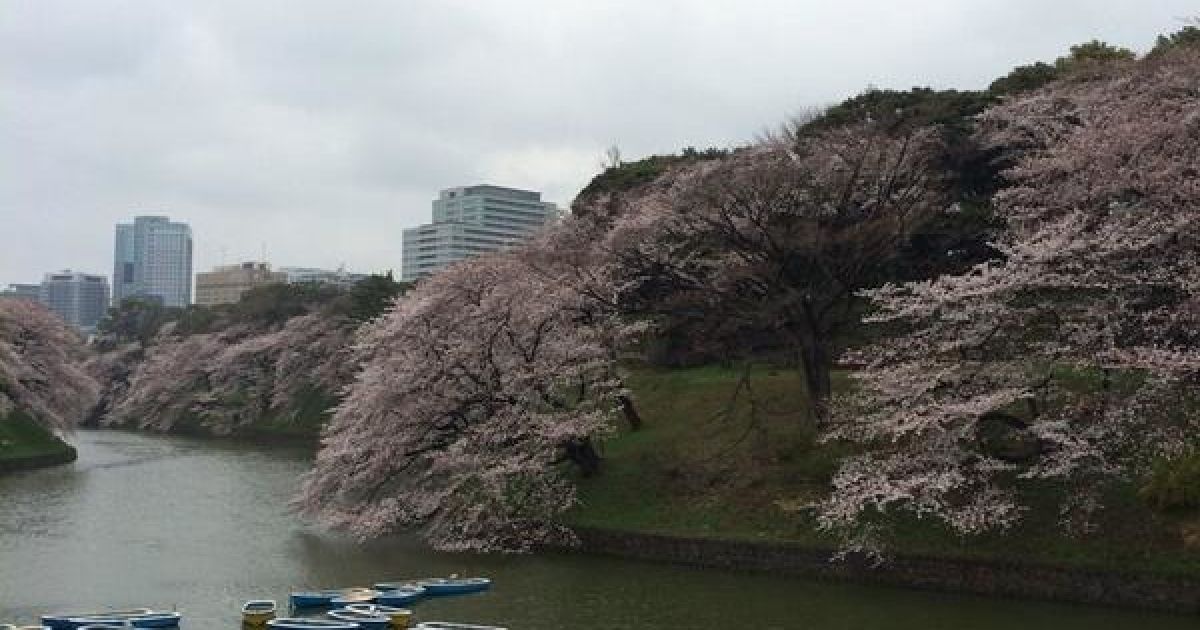 В Токио зацвели сакуры / © twitter.com/chiyodasakura