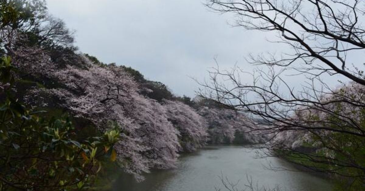 В Токио зацвели сакуры / © twitter.com/chiyodasakura
