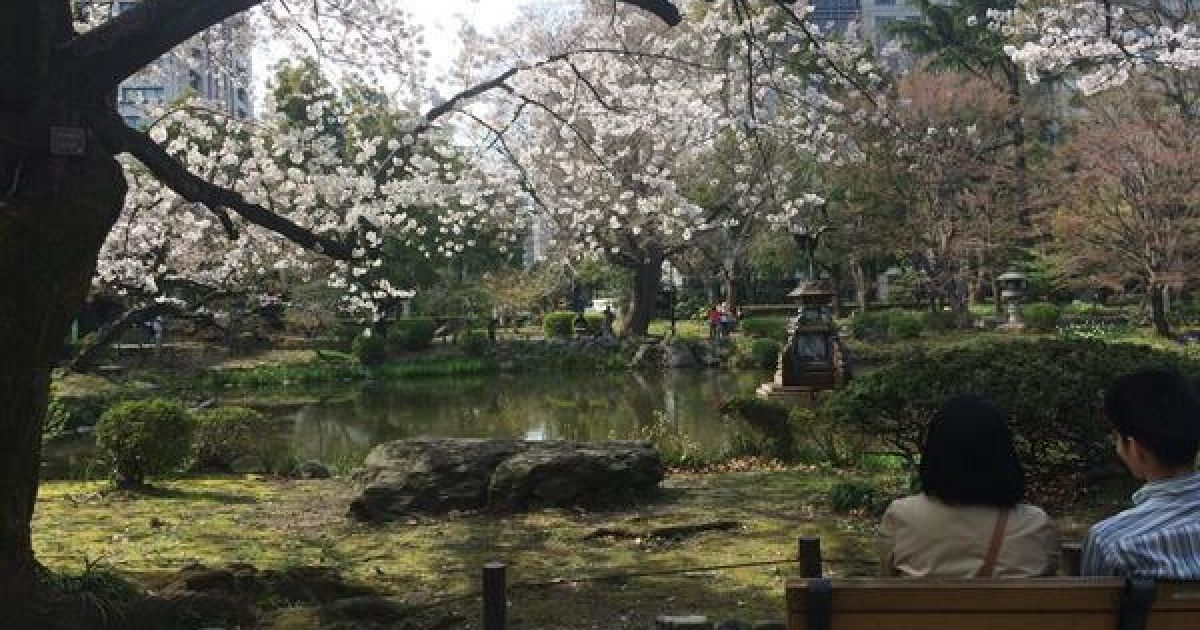 В Токио зацвели сакуры / © twitter.com/chiyodasakura