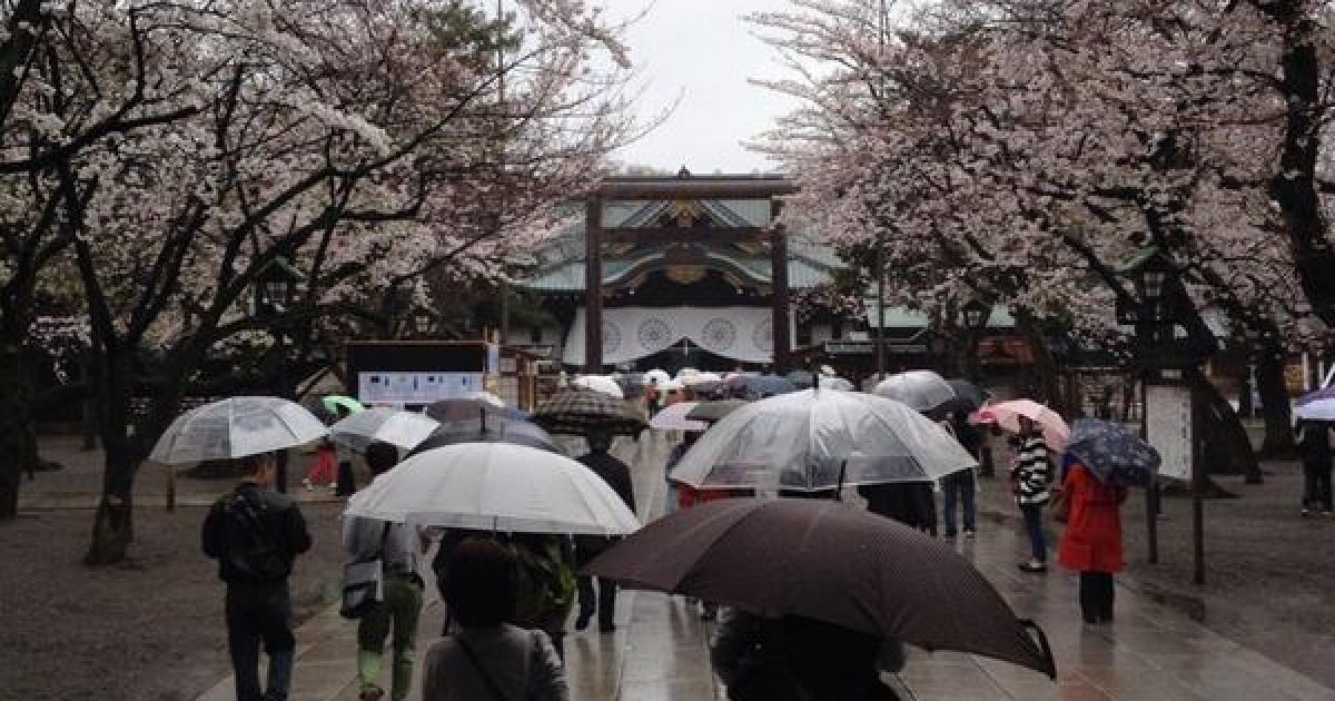 В Токио зацвели сакуры / © twitter.com/chiyodasakura