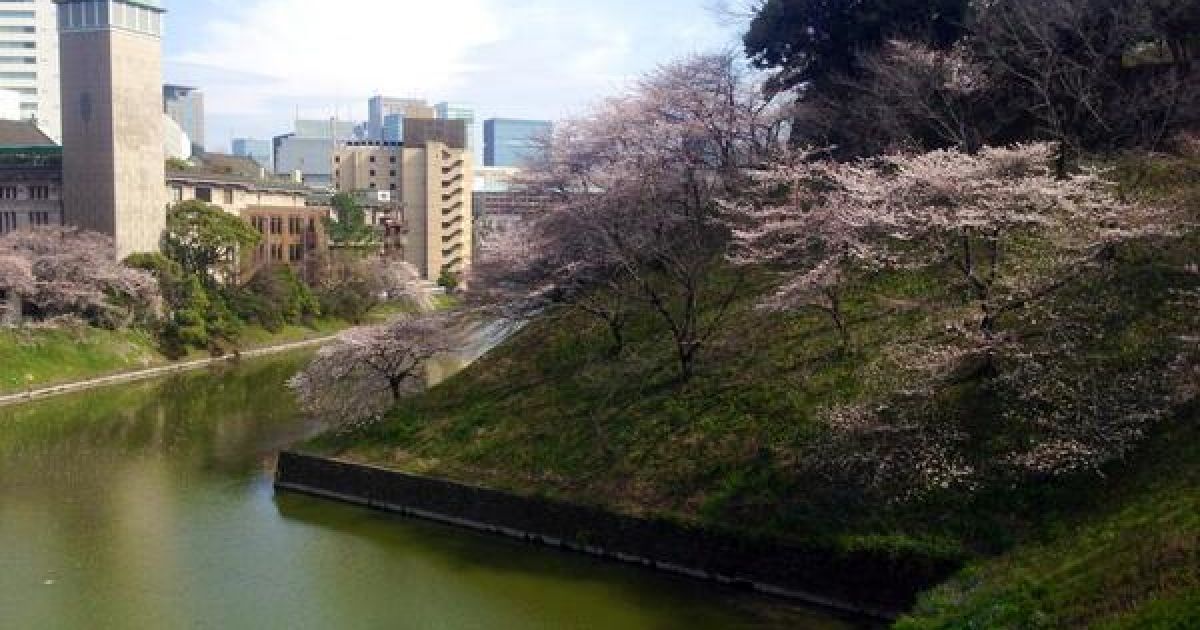 В Токио зацвели сакуры / © twitter.com/chiyodasakura