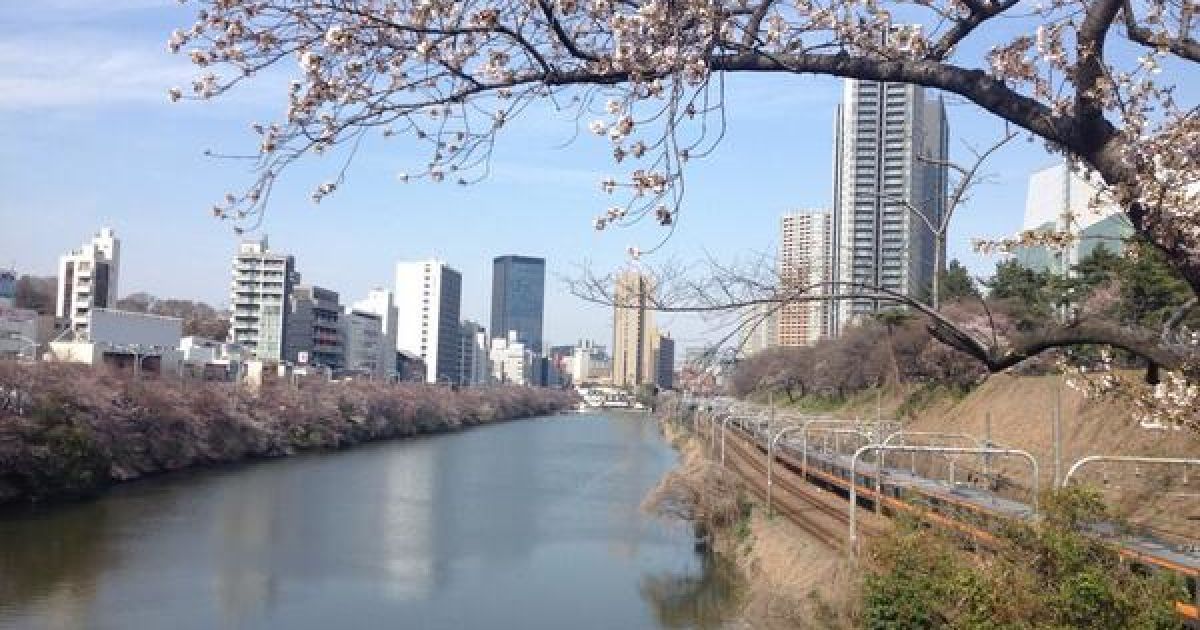 В Токио зацвели сакуры / © twitter.com/chiyodasakura