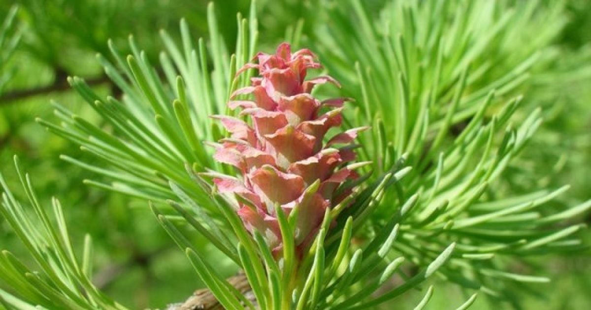 Киевляне высадят на территории родильного дома №7 елки