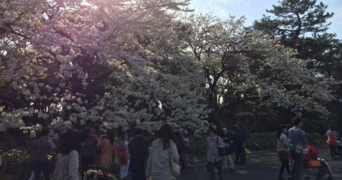 В Токио зацвели сакуры / © twitter.com/chiyodasakura