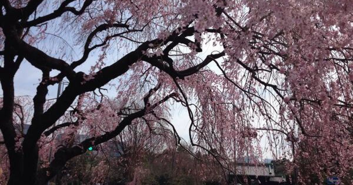 В Токио зацвели сакуры / © twitter.com/chiyodasakura