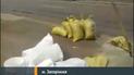 Самооборона Запоріжжя оголошує мобілізацію