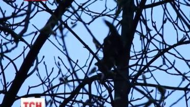 У Житомирі врятували котеня, яке чотири дні просиділо на дереві