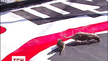 Автомайдановцы принесли под Кабмин крыс , чтобы ускорить увольнение коррупционеров