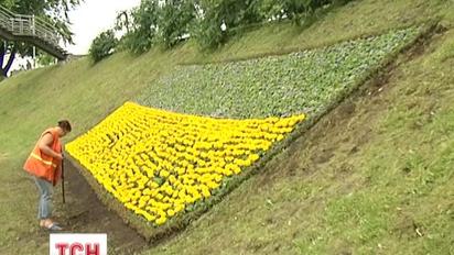 В Киеве появился самый большой флаг Украины из живых цветов