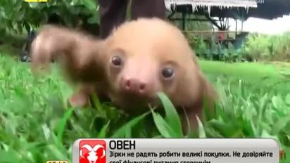 Маленький ленивец разрушил стереотип о "родственниках"