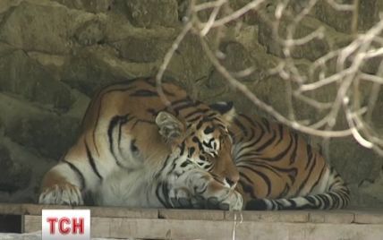 У Київському зоопарку п'яний відвідувач з пістолетом до смерті налякав доброзичливого тигра