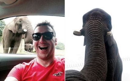 В британском зоопарке слониха сделала селфи на потерянный iPhone