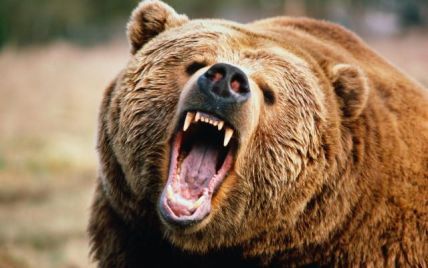 Россияне будут спасать медведей из затопленного зоопарка водкой и медом
