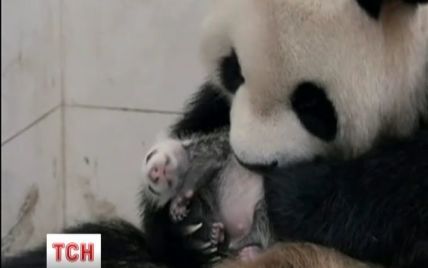 В Китае 17-летняя панда-героиня родила десятого детеныша
