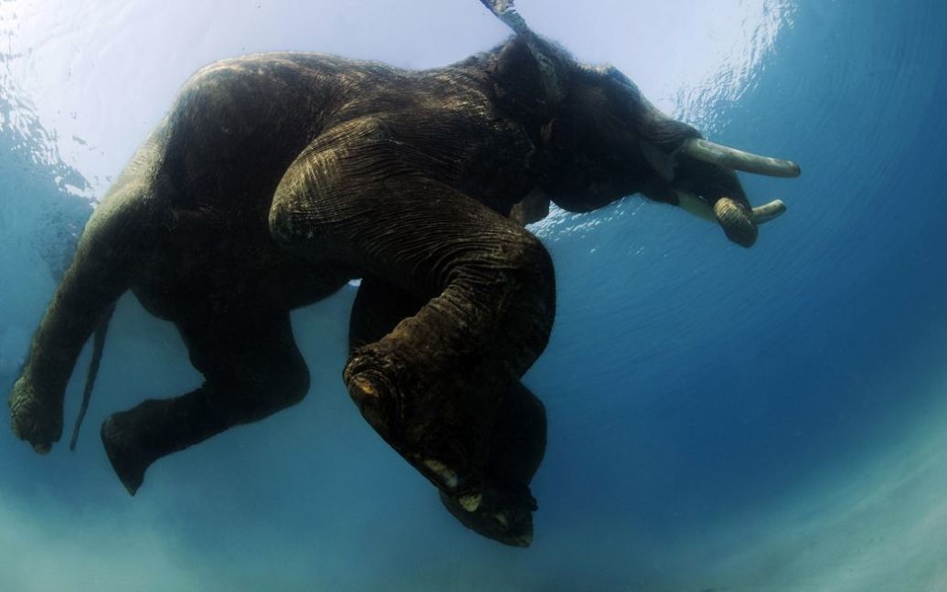 Раджан - індійський слон, що вміє плавати / © bigpicture.ru