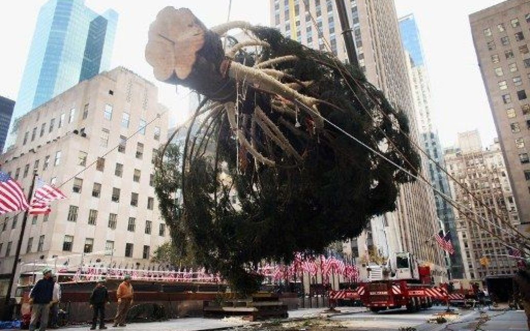 У Нью-Йорку встановили головну різдвяну ялинку США / © AFP