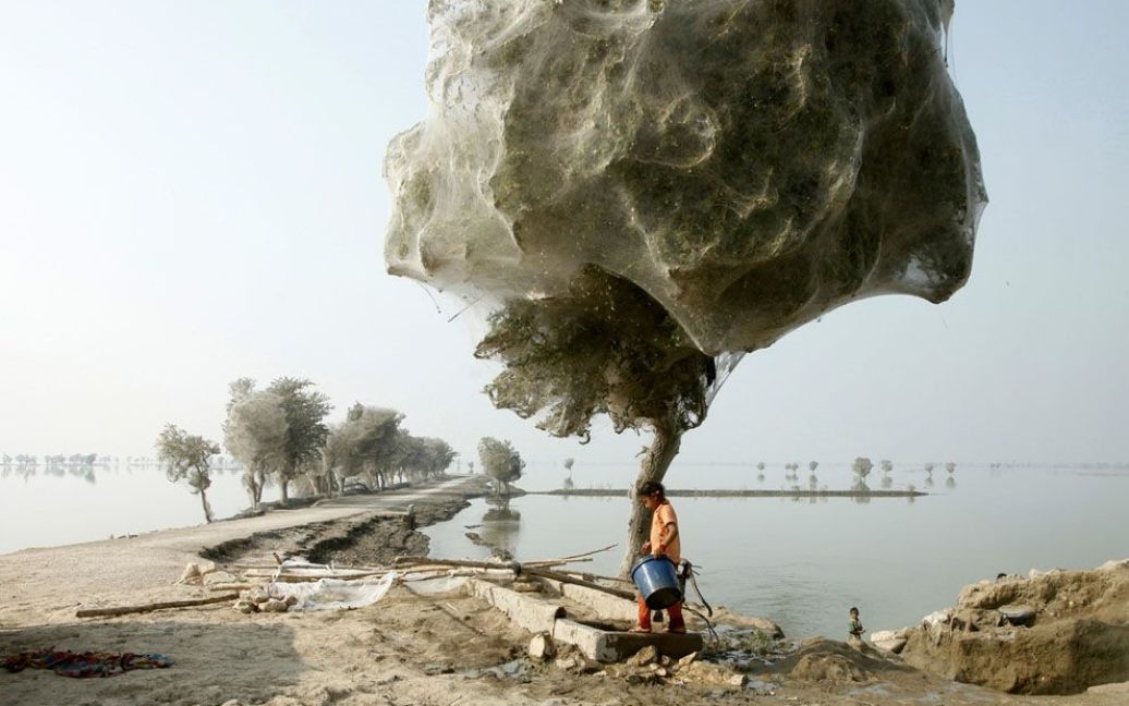 Мільйони павуків на деревах після повені 2010 року в Пакистані. Фото Russell Watkins / © National Geographic