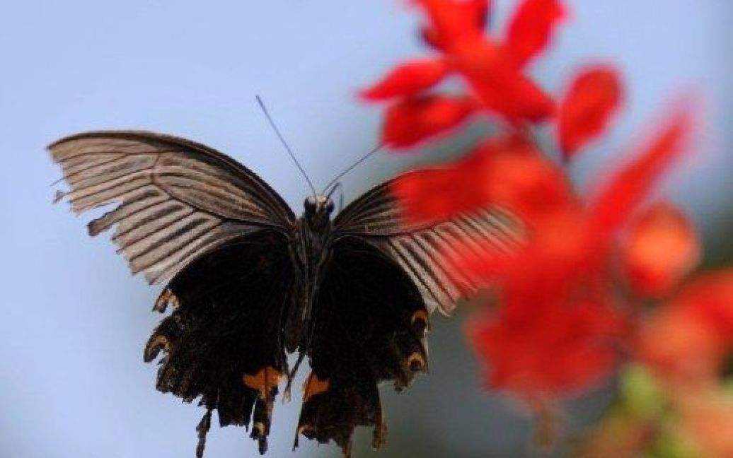 Непал, Катманду. Метелик сідає на квітку в ботанічному саду Годаварі на околиці Катманду. В Непалі мешкають понад 600 видів метеликів. / © AFP