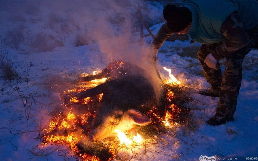 Фестиваль різників свиней на Закарпатті / © Ридус