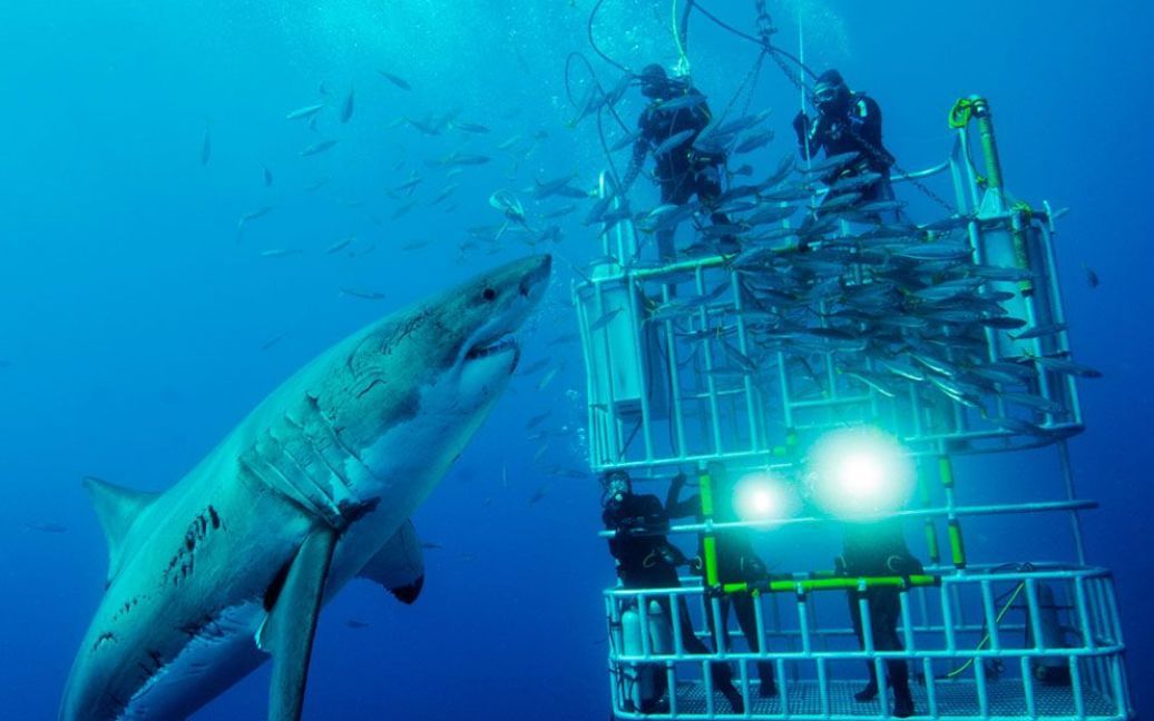Аквалангісти і велика біла акула. Фото David Litchfield / © National Geographic