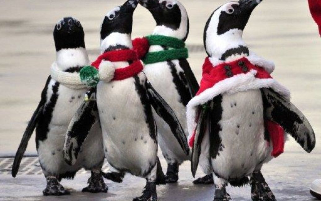 Японія, Йокогама. Пінгвіни у різдвяних костюмах беруть участь у святі в акваріумі Hakkeijima Sea Paradise в Йокогамі. / © AFP