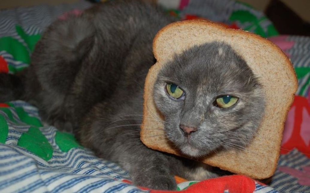 Кот с хлебом на голове