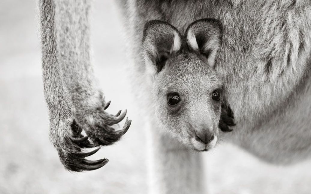Дитинча сірого кенгуру. Фото Brent Lukey / © National Geographic