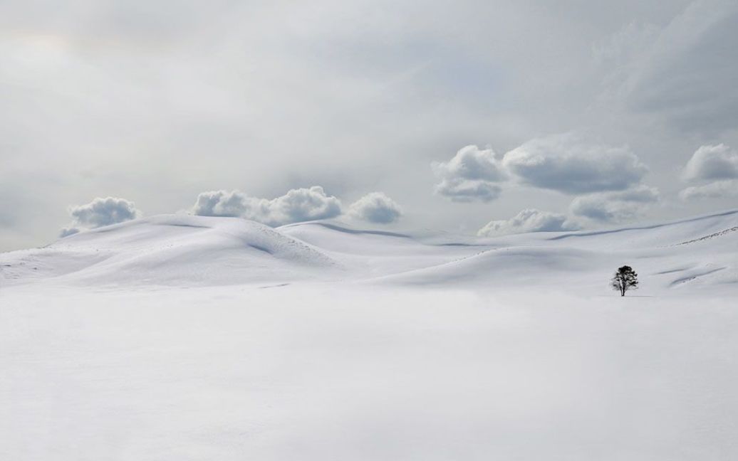 Дерево взимку у Йеллоустоунському парку. Фото Anita Erdmann / © National Geographic