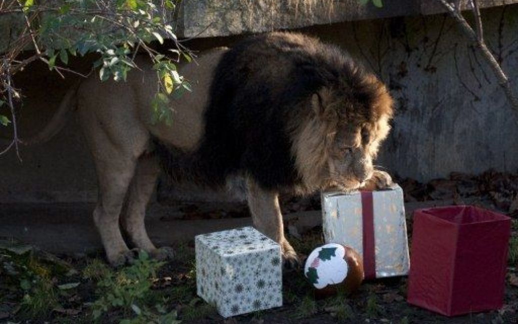 Великобританія, Лондон. Лев на прізвисько Люцифер оглядає різдвяні подарунки, які йому вручили у зоопарку ZSL. У подарунках працівники зоопарку приготували для лева різдвяний шмат м&#039;яса. / © AFP