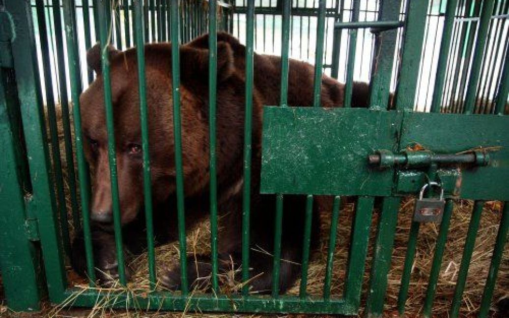 Реабілітаційний центр для бурих ведмедів у національному природному парку "Синевир" (Закарпаття) / © УНІАН