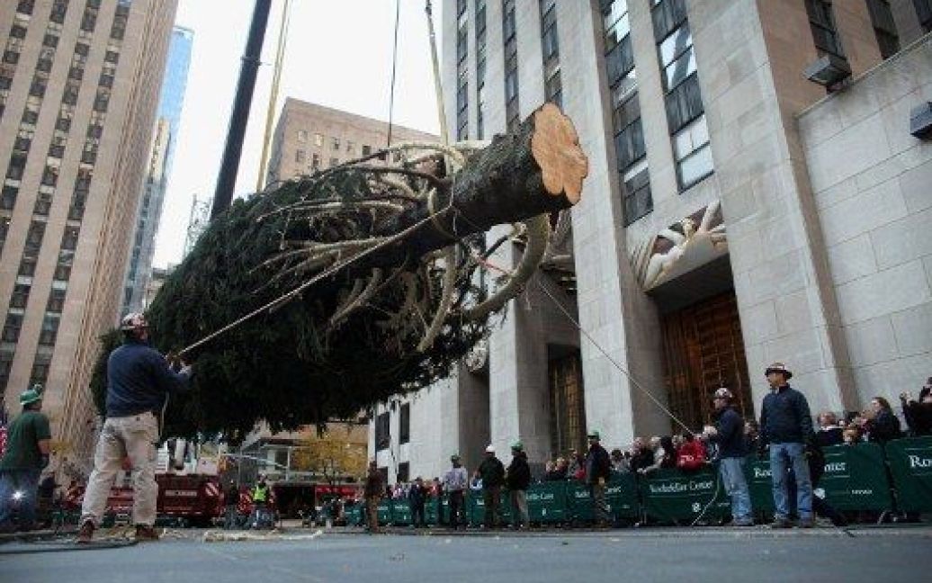 У Нью-Йорку встановили головну різдвяну ялинку США / © AFP