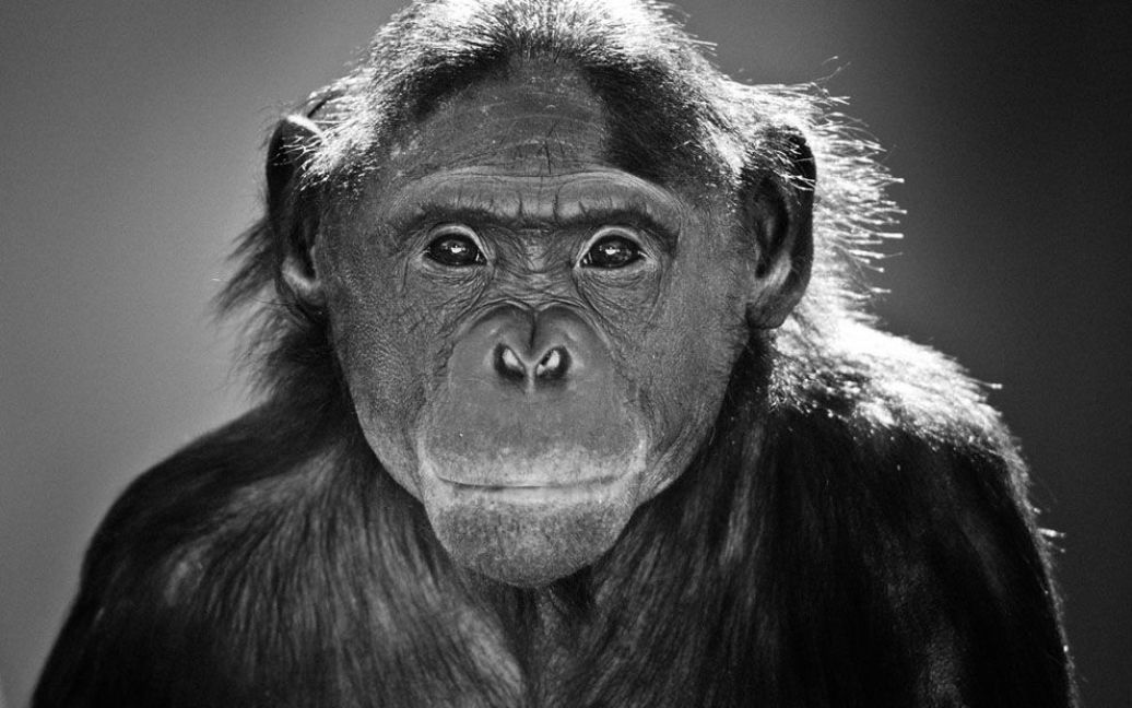 Портрет шимпанзе з зоопарку у Джексонвіллі, Флорида. Фото Graham McGeorge / © National Geographic