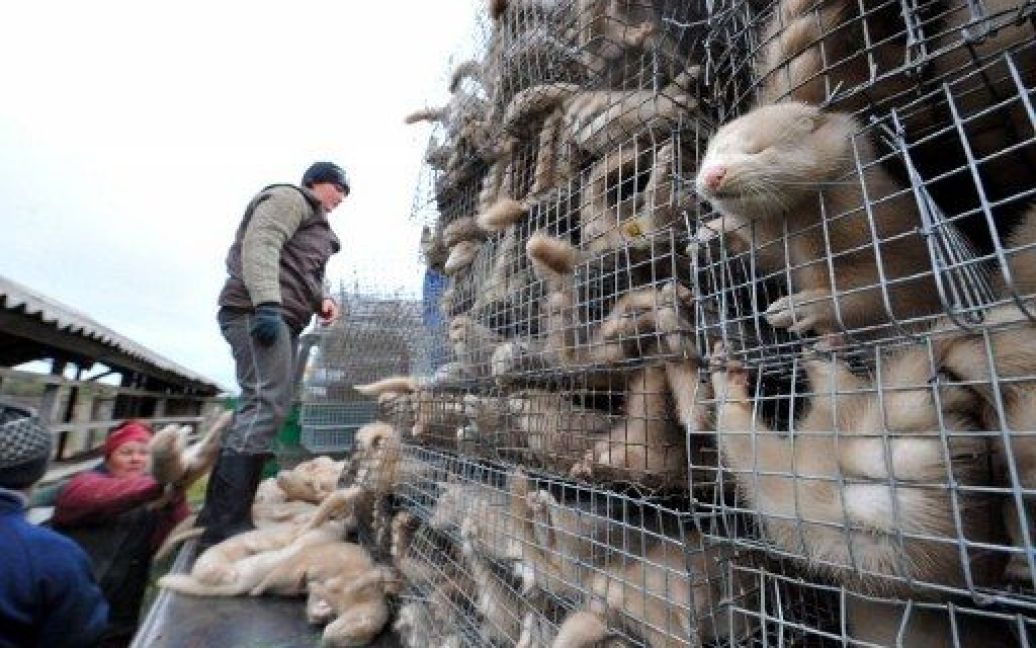 Білорусь, Бабино. Працівники складають шкурки норок після забою тварин на фермі поблизу села Бабино. Ферма щороку виробляє близько 2400 лисиць і 110000 норок. / © AFP