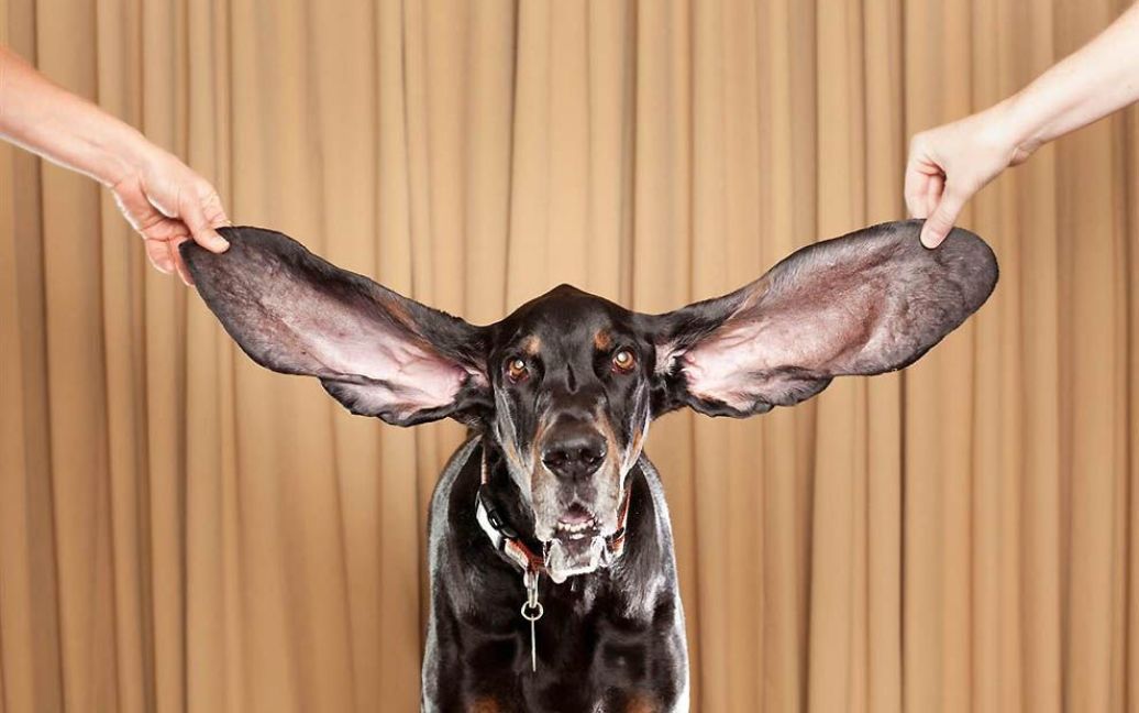 Найвухастіший собака &mdash; кунхаунд Харбор (ліве вухо 31,7 см, праве &ndash; 34 см) / © Guinness World Records