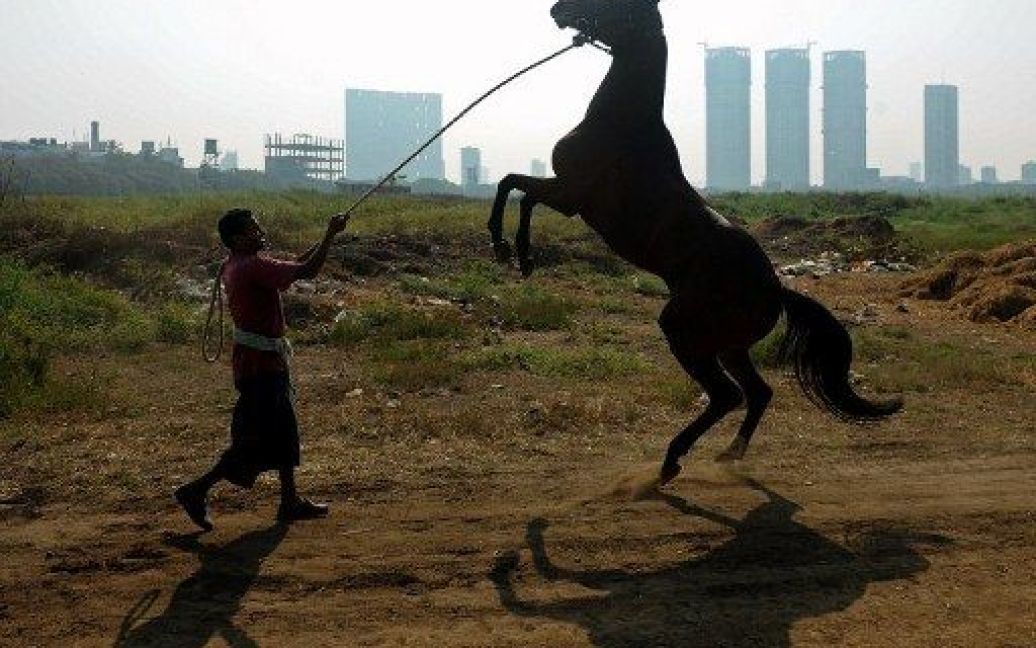 Індія, Мумбаї. Конюх тримає породистого коня, якого готують до майбутнього щорічного Дербі на приз прем&#039;єр-міністра, престижних перегонів, які пройдуть 5 лютого. / © AFP