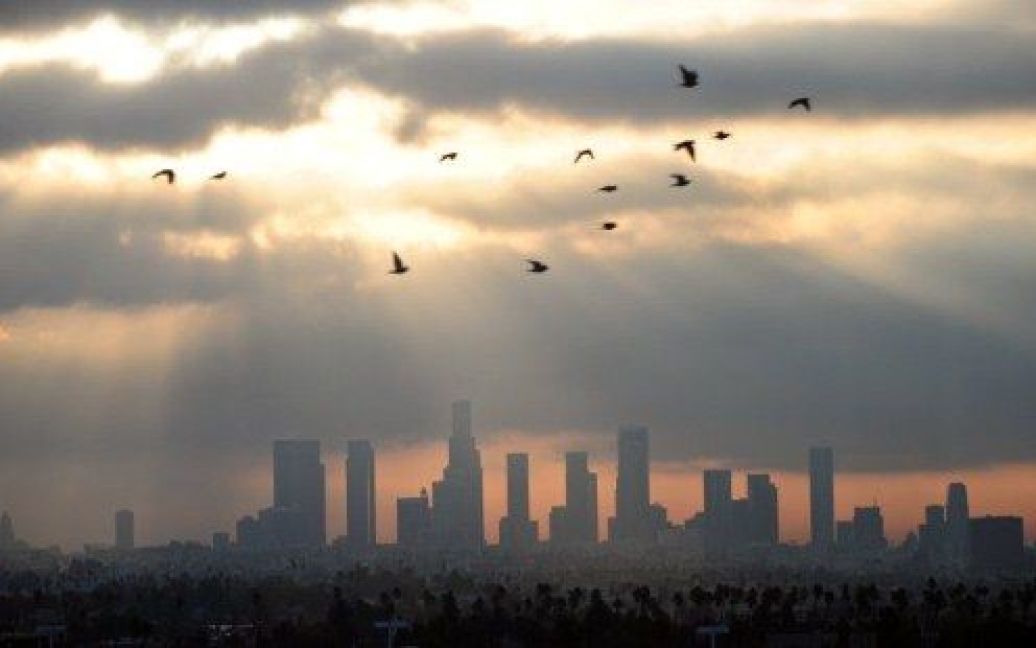 США, Лос-Анджелес. Птахи літають на світанку над центром Лос-Анджелеса. / © AFP