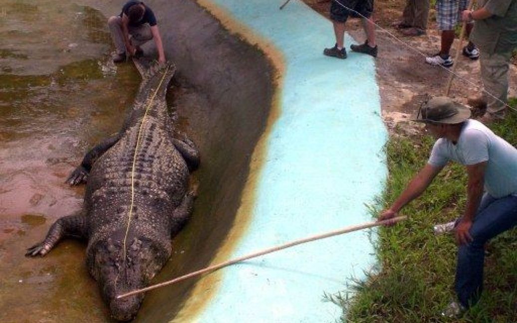 Філіппіни, Бунаван. Австралійський зоолог Адам Бріттон зловив величезного крокодила, довжина якого становить більше 6 метрів. / © AFP
